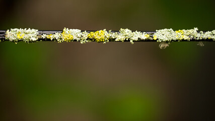 Beautiful lichen on a thin steel bar