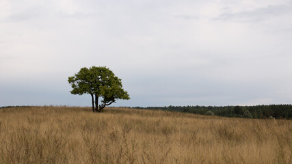 Obraz premium Lonely tree against the background of the autumn sky
