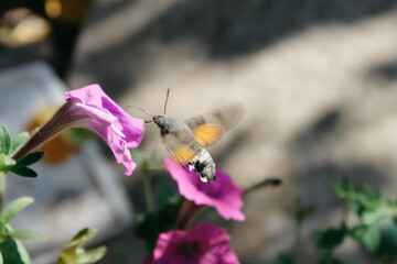 bee on flower