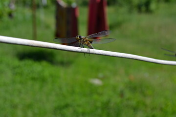 dragonfly on the grass dragonfly on a branch nature insects stricosis green anger forest cottage house animals природа насекомые стрикоза зеленое злень лес дача дом животные 