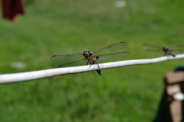 dragonfly on a leaf dragonfly on a branch nature insects stricosis green anger forest cottage house animals природа насекомые стрикоза зеленое злень лес дача дом животные 