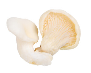 two oyster mushroom isolated on white background