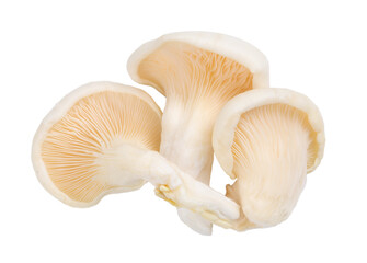 Fototapeta na wymiar group of raw oyster mushroom isolated on white background