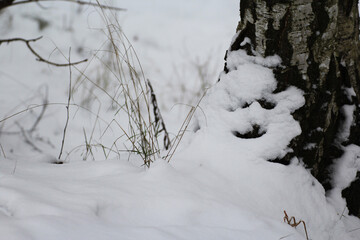 snow-covered tree in winter snow © Paulina