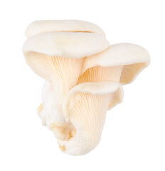 Fototapeta na wymiar close up Oyster mushrooms on a white background