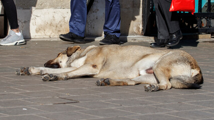 Big stray dog is sleeping on sidewalk. Istanbul, Turkey.