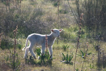 Little sheep grazing in the field
