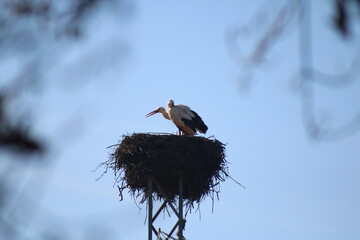 pair of storks feeding their chicks in the nest.
