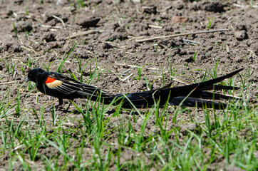 Euplecte à longue queue,.Euplectes progne, Long tailed Widowbird, Afrique du Sud
