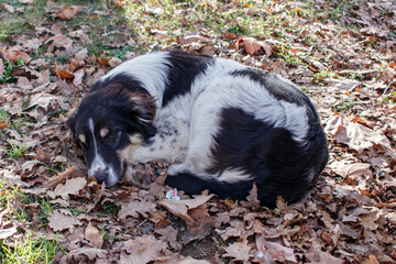 Portrait of a sad stray dog. A stray dog lying in park and feels cold. High-angle shot. Istanbul, Turkey.