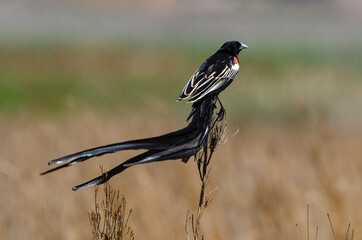 Euplecte à longue queue,.Euplectes progne, Long tailed Widowbird, Afrique du Sud