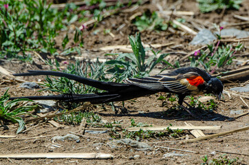 Euplecte à longue queue,.Euplectes progne, Long tailed Widowbird, Afrique du Sud