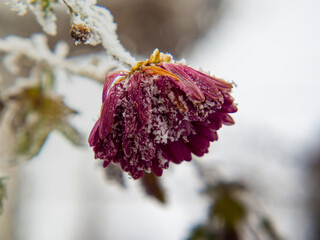 The red flower is covered with white snow. Beautiful postcard. 