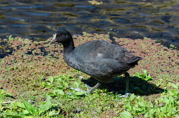 Foulque caronculée, Foulque à crète, .Fulica cristata, Red knobbed Coot