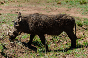 Fototapeta premium Phacochère commun, Phacochoerus africanus, Afrique du Sud