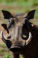 Phacochère commun, Phacochoerus africanus, Afrique du Sud