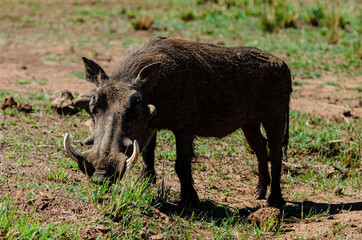 Phacochère commun, Phacochoerus africanus, Afrique du Sud