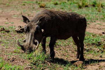 Phacochère commun, Phacochoerus africanus, Afrique du Sud