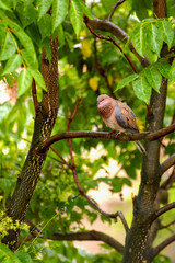 Beautiful bird on a tree branch