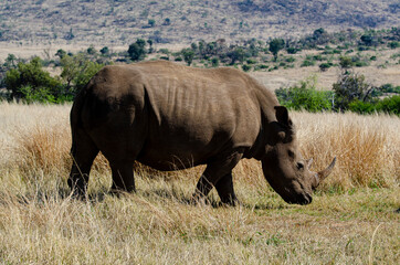 Fototapeta premium Rhinocéros blanc, white rhino, Ceratotherium simum, Parc national Pilanesberg, Afrique du Sud