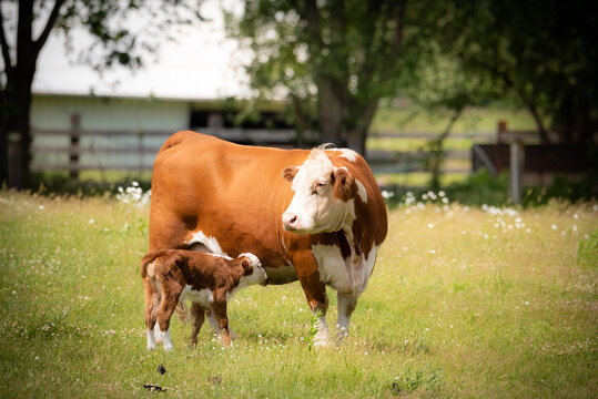 beef cow with days old calf on green grass meadow. 