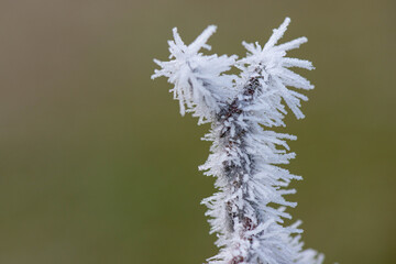 Frost on fence
