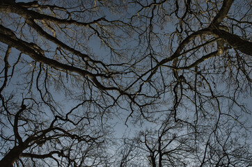 Baumkronen von Buchen im Winter