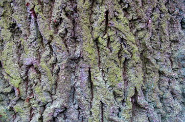 Close-up of a rough bark of an oak tree as texture or background. High quality photo
