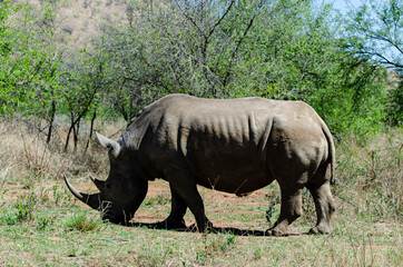 Obraz premium Rhinocéros blanc, white rhino, Ceratotherium simum, Parc national Pilanesberg, Afrique du Sud