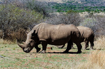 Naklejka premium Rhinocéros blanc, white rhino, Ceratotherium simum, Parc national Pilanesberg, Afrique du Sud