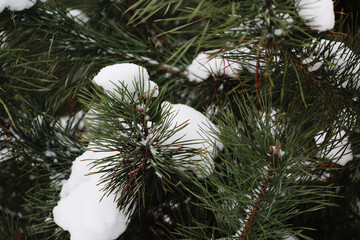 snow-covered pine twigs in winter