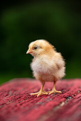 A yellow chick standing on rustic red wood, isolated with dark green background. Shallow depth of field. Poultry and chickens on the farm. 