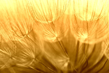 Abstract macro photo of dandelion seeds