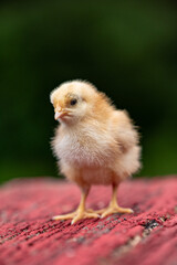 A yellow chick standing on rustic red wood, isolated with dark green background. Shallow depth of field. Poultry and chickens on the farm. 