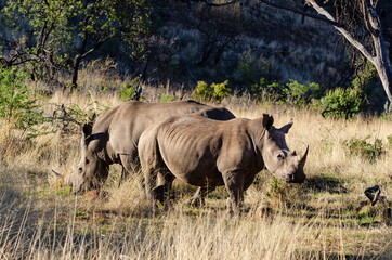 Rhinocéros blanc, white rhino, Ceratotherium simum, Parc national Pilanesberg, Afrique du Sud