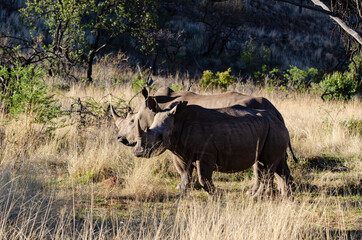 Obraz premium Rhinocéros blanc, white rhino, Ceratotherium simum, Parc national Pilanesberg, Afrique du Sud