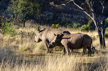 Fototapeta premium Rhinocéros blanc, white rhino, Ceratotherium simum, Parc national Pilanesberg, Afrique du Sud