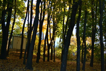 flowers spring blooming tree trees plants garden white flower beds sky clouds jasmine bush nature potted petunias horizon summer view greenery field forest sun