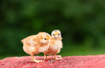 Two chicks standing on rustic red wood, isolated with dark green background. Shallow depth of field. Poultry and chickens on the farm. 
