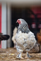 isolated image of free range hen chicken. One feathered egg layer on farm. 