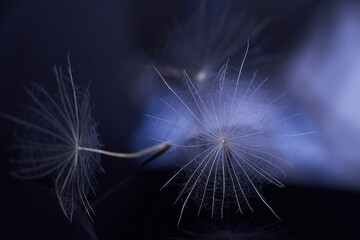 Dandelion seed - macro photo - 406785438