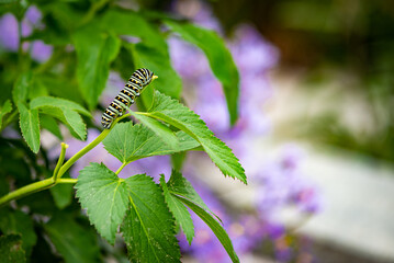 Monarch Caterpillar (Danaus plexippus) on green vegatation. 
