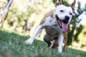 Friendly dog smile, looking away. Playing in the public park