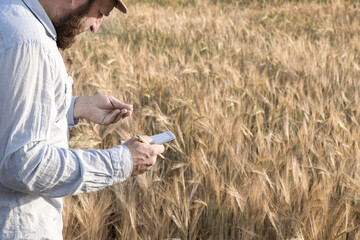 bearded man examines whether the wheat is ripe or not