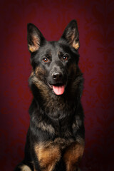 portrait of German Shepherd dog. Black face with ears standing forward. 
