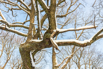 Nice winter landscape. Snow on tree branches against a blue sky background. Latvia