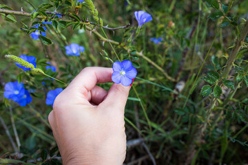 Flora silvestre azul con mano