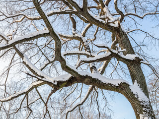 Nice winter landscape. Snow on tree branches against a blue sky background. Latvia