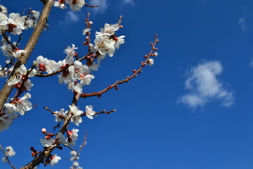 
flowers spring blooming tree trees plants garden white flower beds sky цветы весна цветущие дерево деревья растения сад белые клумбы небо 
