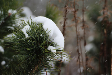 snow-covered pine twigs in winter